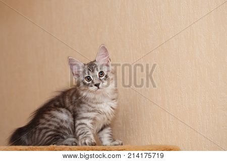A cute little kitten the Bobtail looks into the camera. Pets. Hypoallergenic cat breed. Portrait of a tabby cat.