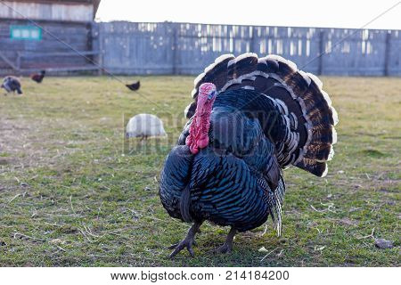 live turkey on the farm. Visim, Ural Russia