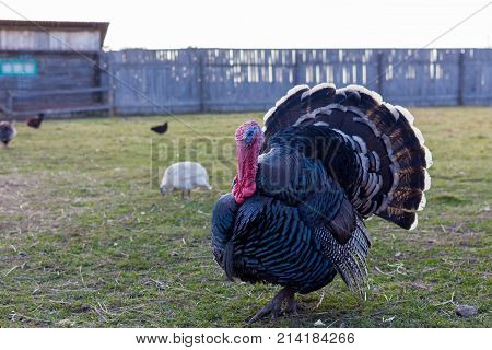 live turkey on the farm. Visim, Ural Russia