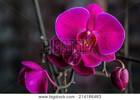Orchid flower in tropical garden close up. Phalaenopsis Orchid flower. Floral background. Selective focus.