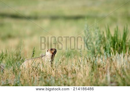 Steppe marmot (Marmota bobak).
The bobak marmot, also known as the steppe marmot, is a species of marmot that inhabits the steppes of Eastern Europe and Central Asia.