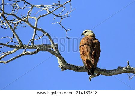 Black-collared Hawk in Profile on a Branch. Rio Claro Pantanal Brazil