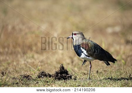 Southern Lapwing in Rio Claro. Pantanal Brazil