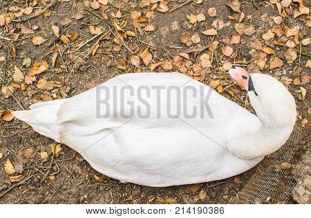 A White Swan Lies On The Autumn Ground.