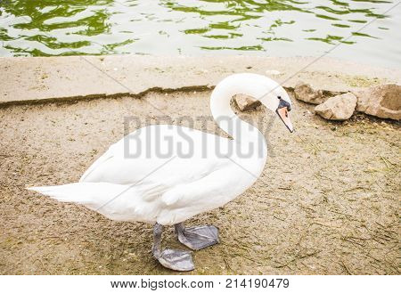 A White Swan Stands On The Ground Near The Stake.