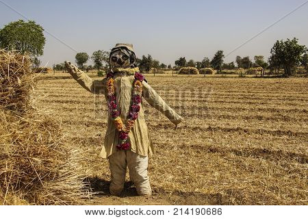 Scarecrow on the wheat field on a sunny day