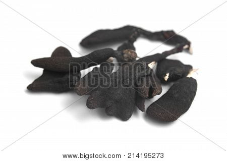 xylaria polymorpha fungus also known as dead man's fingers