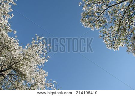 white cherry blossoms against the blue sky