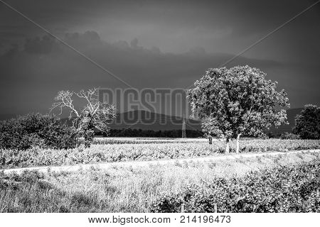 Storm Over The Vineyard
