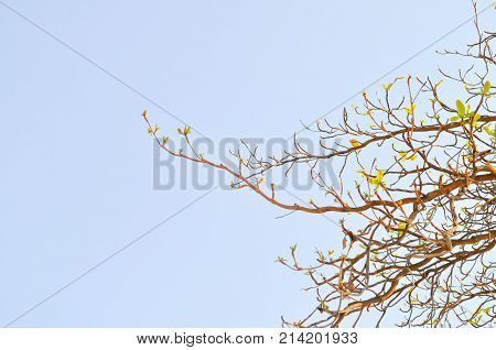 Terminalia catappa tree and sky background , tree