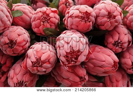 Bunch of Red Artificial Protea Aristata Flowers for Home and Building Decoration.