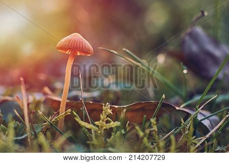 Mushrooms in natural environment. Closeup and macro photography.