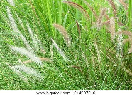 Feather Pennisetum or Mission Grass with Flower in The Garden for Home and Building Decoration.