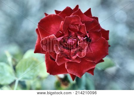 Redflower rose on the island of Kos Greece