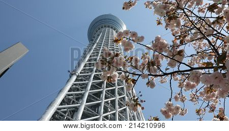 Tokyo, Japan - April 19, 2017: Tokyo Skytree with cherry blossoms in full bloom. Tokyo Skytree the tallest tower in the world, broadcasting and observation tower in Sumida District. Blue sunny sky.