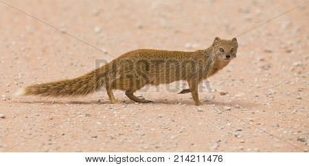 Yellow mongoose walking carefully over hot red Kalahari sand