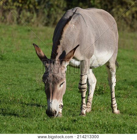 An African Wild Ass