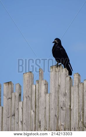 Portrait Of A Rook