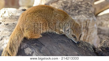 Yellow Mongoose Portrait