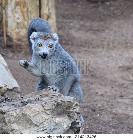 A picture of a cute crowned Lemur