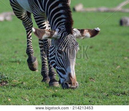 A Grevys Zebra grazing on fresh grass