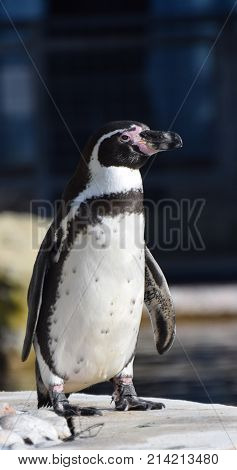 Standing Humboldt Penguin