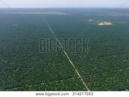 Oil Palm Plantation In Malaysia
