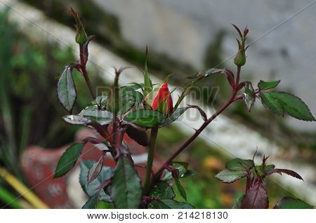 First red tea rose bud among four others.