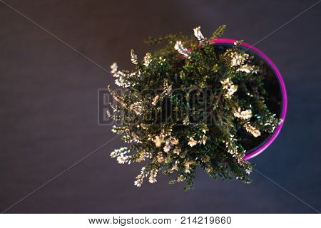 A pot in a pot in a cafe with a blurred background