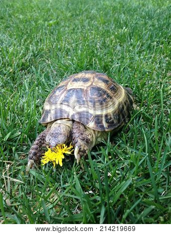 a turtle eating flower in green grass
