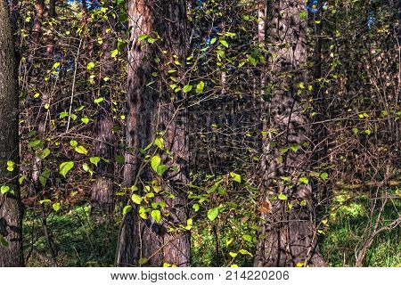 background forest with trunks of pine trees and small green leaves horizontal frame
