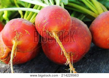 Raw organic golden beets on rustic wooden background .
