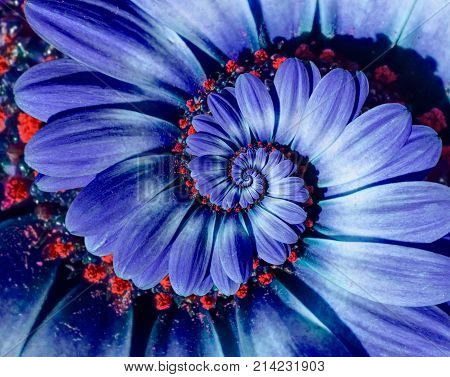 Blue camomile daisy flower spiral abstract fractal effect pattern background. Blue violet navy flower spiral abstract pattern fractal. Incredible flowers pattern round circle spirally background
