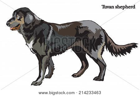 Portrait of standing in profile dog shepherd (Tuvan shepherd) vector colorful illustration isolated on white background