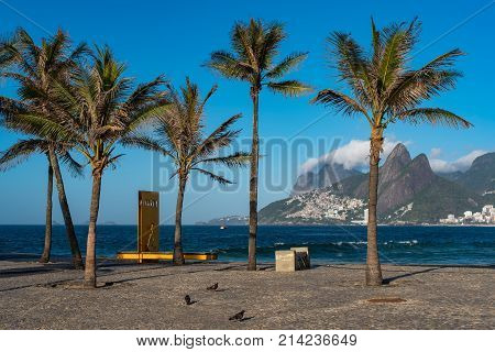 Palm Trees at Arpoador Beach in Rio de Janeiro, Brazil