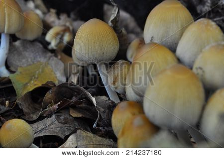 Coprinellus mushroom in deep forest. Wild mushroom background.