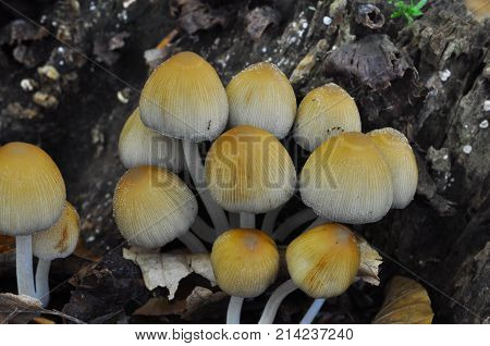 Coprinellus mushroom in deep forest. Wild mushroom background.