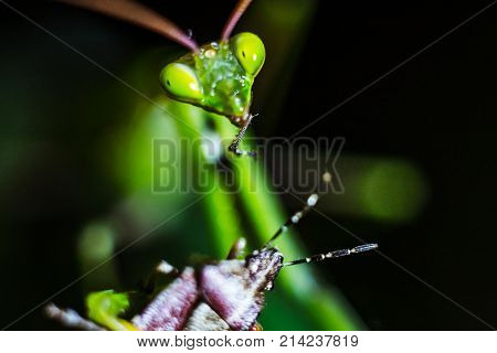Praying mantis closeup eating its prey in the wild