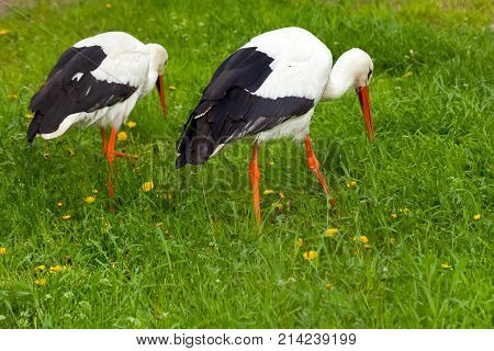 Pair white storks conceptual bird walking on the meadow and looking something in grass. Closeup shoot.