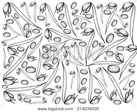 Vegetable, Illustration Background Pattern of Hand Drawn Sketch Fresh Mung Bean and Bean Sprout, Used in Both Sweet and Savory Recipes.