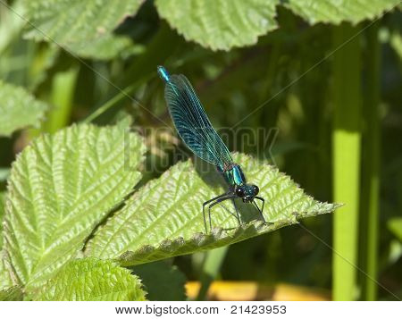 Stribede Agrion