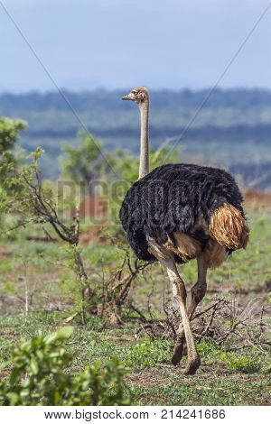 African ostrich in Kruger national park, South Africa  Specie Struthio camelus family of Struthionidae