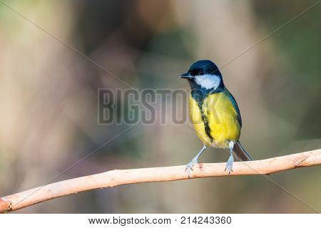 Flying Great Tit or Parus major with copy space for text