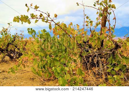 Grapevines during autumn foliage taken at a vineyard in the Cucamonga Valley Wine Country, CA
