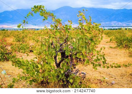 Grapevines taken at a winery in the Cucamonga Valley Wine Country, CA