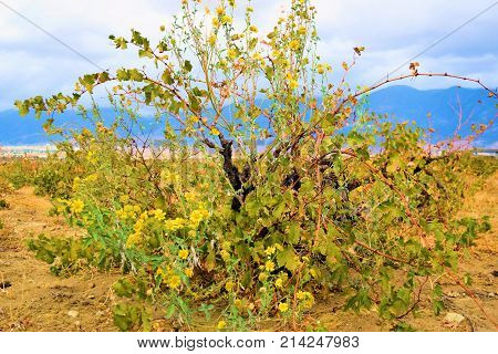 Grapevines during autumn foliage taken at a vineyard in the Cucamonga Valley Wine Country in Rancho Cucamonga, CA