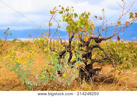 Grapevines during autumn foliage taken at a vineyard in the Cucamonga Valley Wine Country, CA