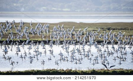 Large flock of black tailed godwits in flight