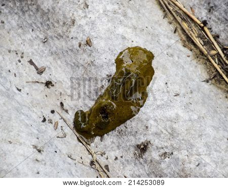 Chicken Shit. Bird Droppings. Shit On The Slate. Excrement Of Chicken.