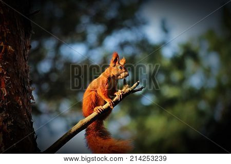 Wiewiórka pospolita (Sciurus vulgaris)  zdjecie zrobione jesienia w lubuskim lesie